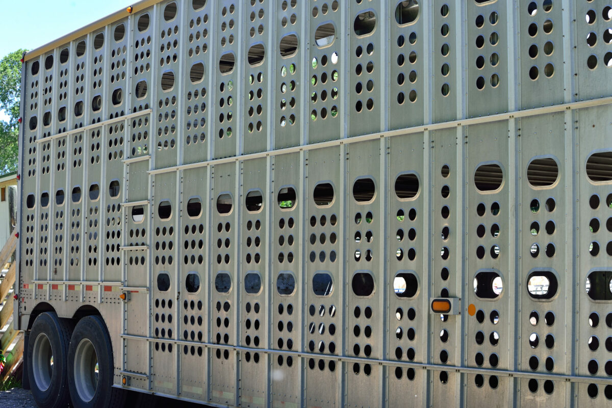 What It Takes To Haul Livestock MidWest Farm Report