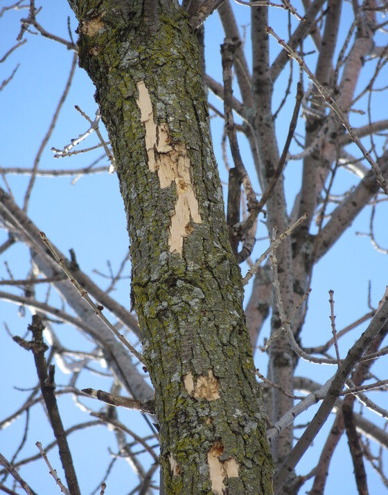 Protect Valuable Trees From Emerald Ash Borer