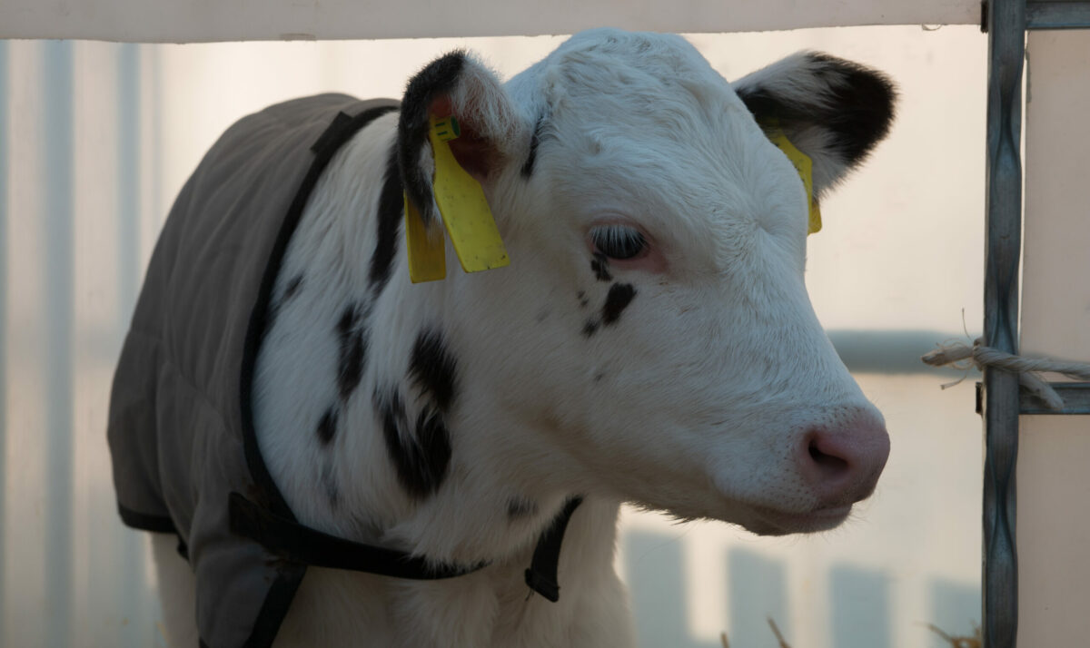 Managing Cow & Calf Barn Ventilation