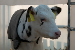 Managing Cow & Calf Barn Ventilation
