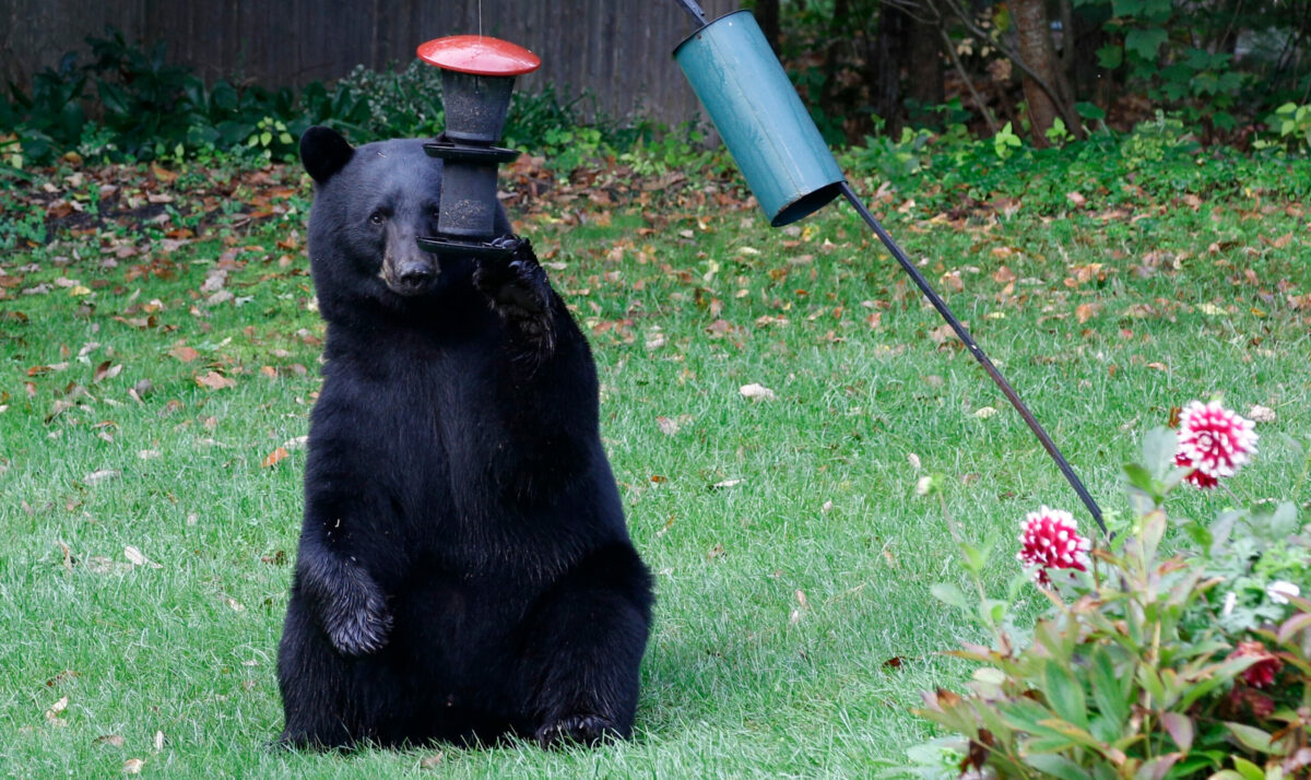 Great Weather To Be Out – Bears Are, Too