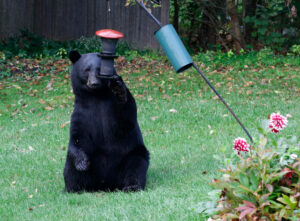 Great Weather To Be Out – Bears Are, Too