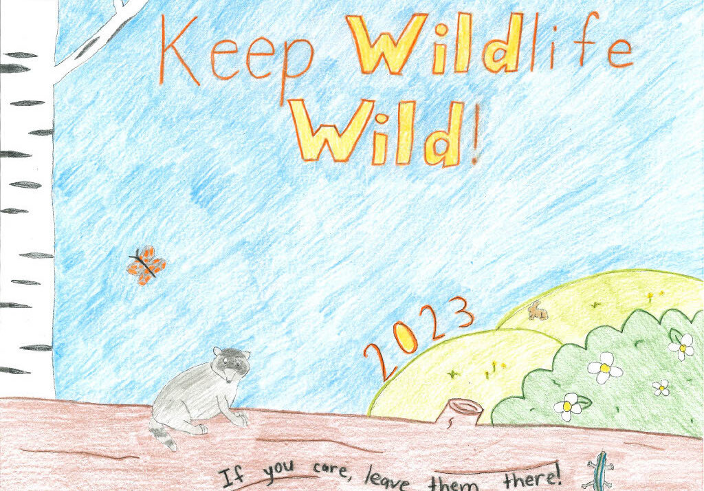 DNR Announces 2023 Keep Wildlife Wild Poster Contest Winners