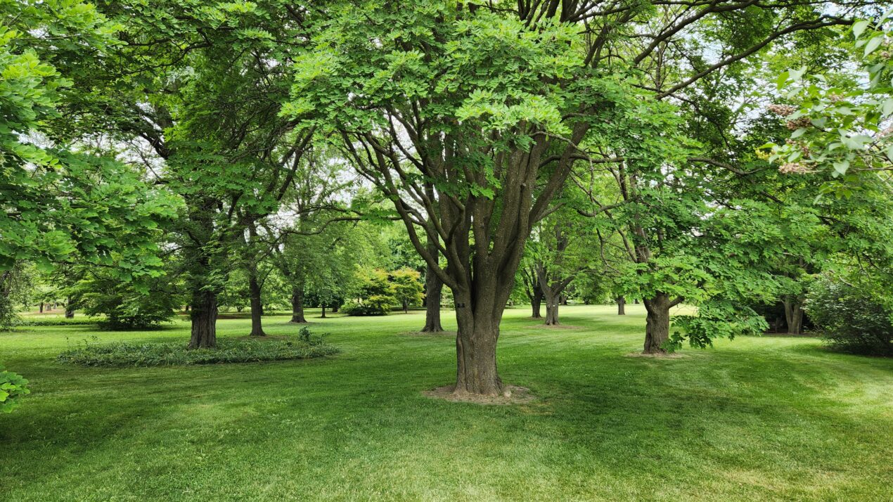 UW Arboretum Cultivates Research and Preservation