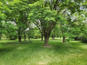 UW Arboretum Cultivates Research and Preservation