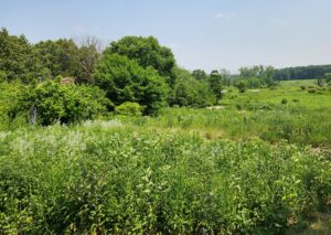 Supporting Wisconsin’s Native Plants