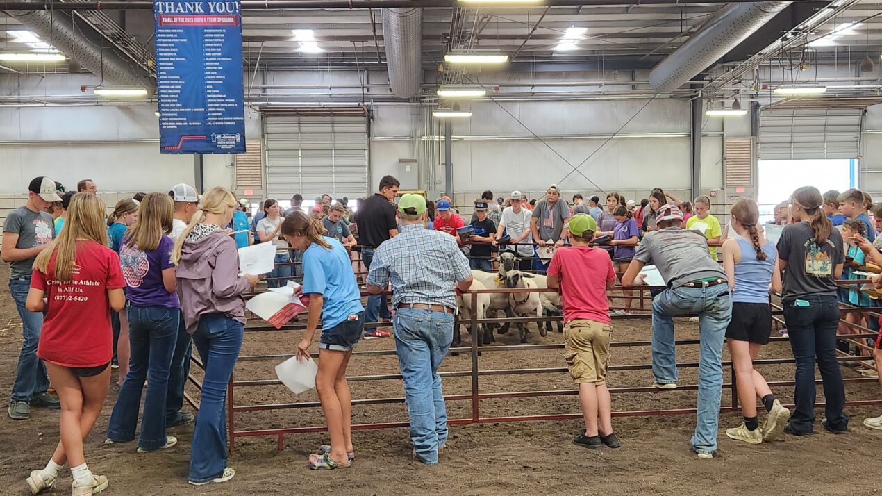 National Sheep Show Comes To Madison