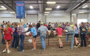 National Sheep Show Comes To Madison