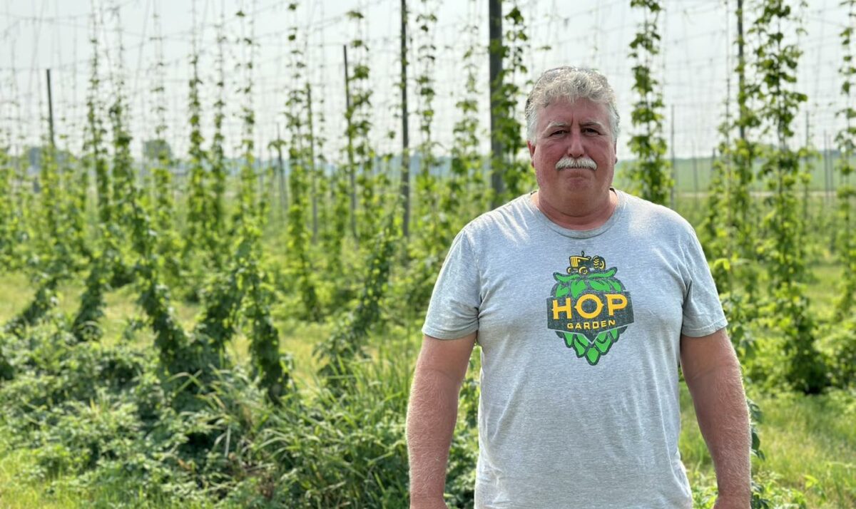 Hop Yard Deals With Drought, Too