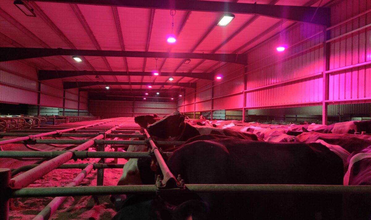 Dairy Farmer Experiments with LED Lights