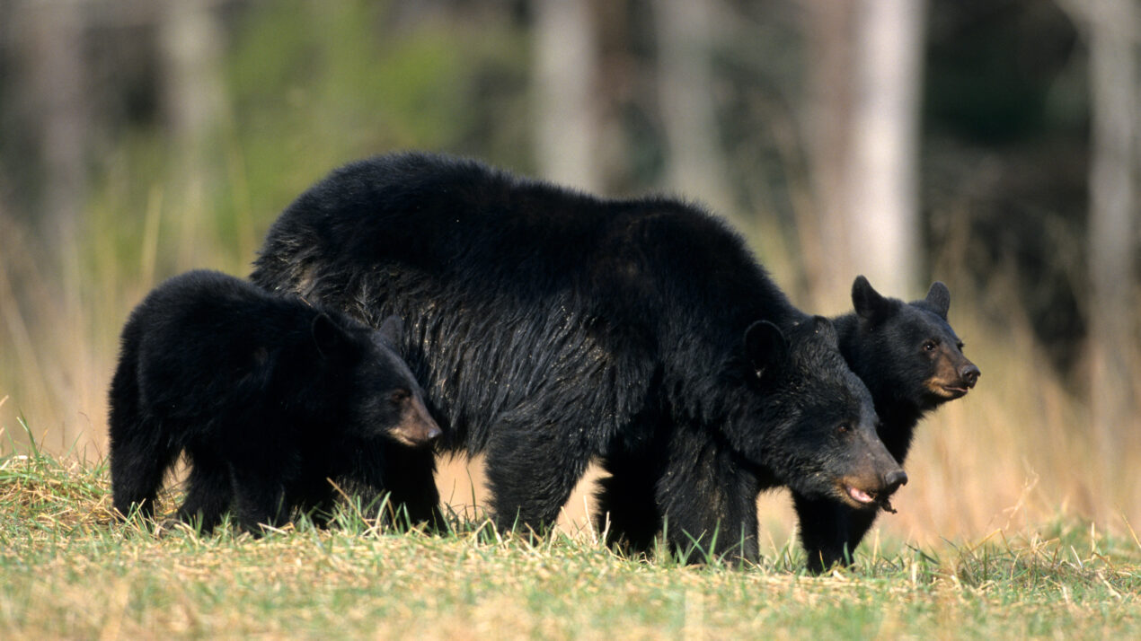 WI Bear Hunters Stands Behind Wildlife Fund Audit
