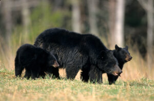 Wisconsin Bears On The Move
