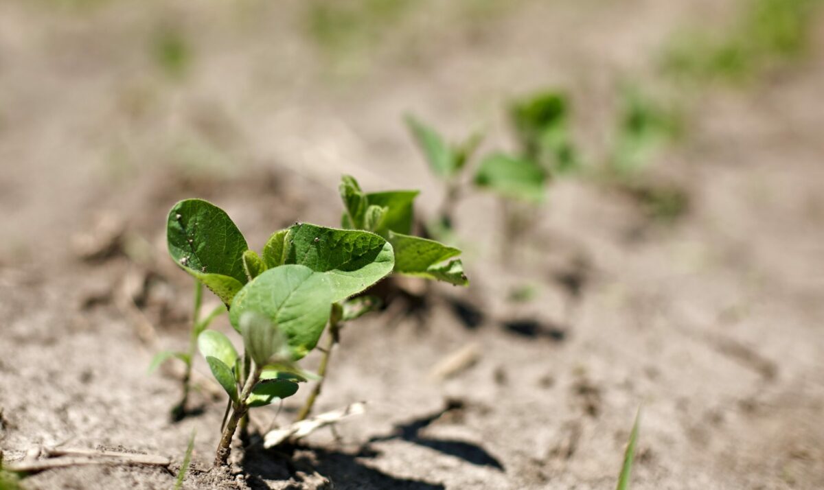 Crop Insurance Guidance During Drought