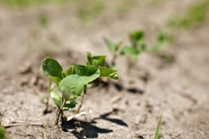 Crop Insurance Guidance During Drought