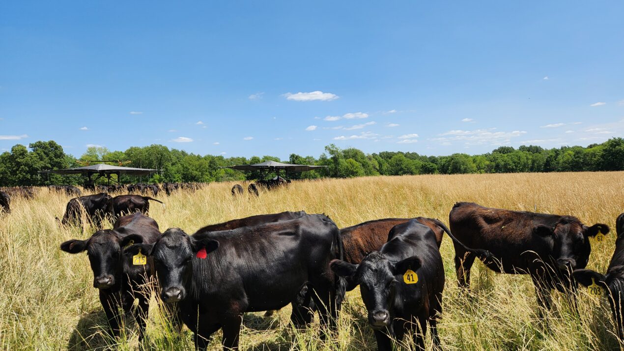 Grazing Cattle In A Drought - Mid-West Farm Report
