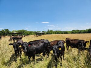 Grazing Cattle In A Drought