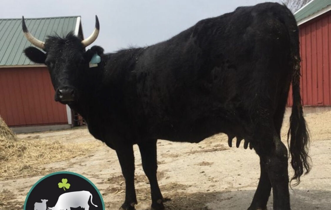 Kerry Cows A Rare Dairy Breed