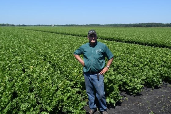 Farmer John Bobek stands in front of his celery field ready to be harvested.