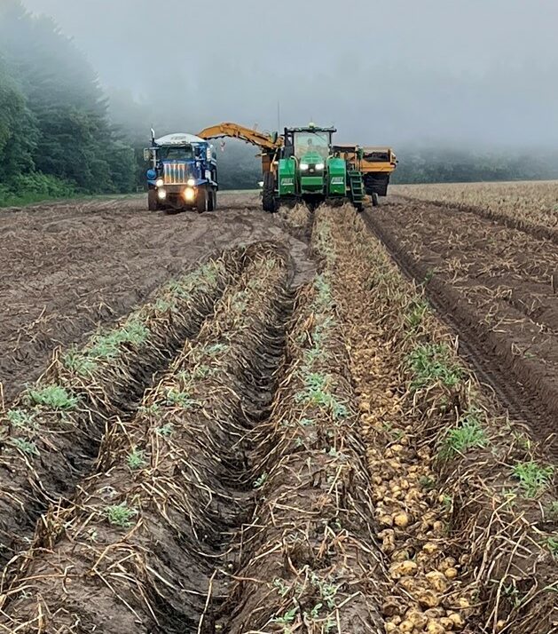 Yellow Potato Harvest Underway