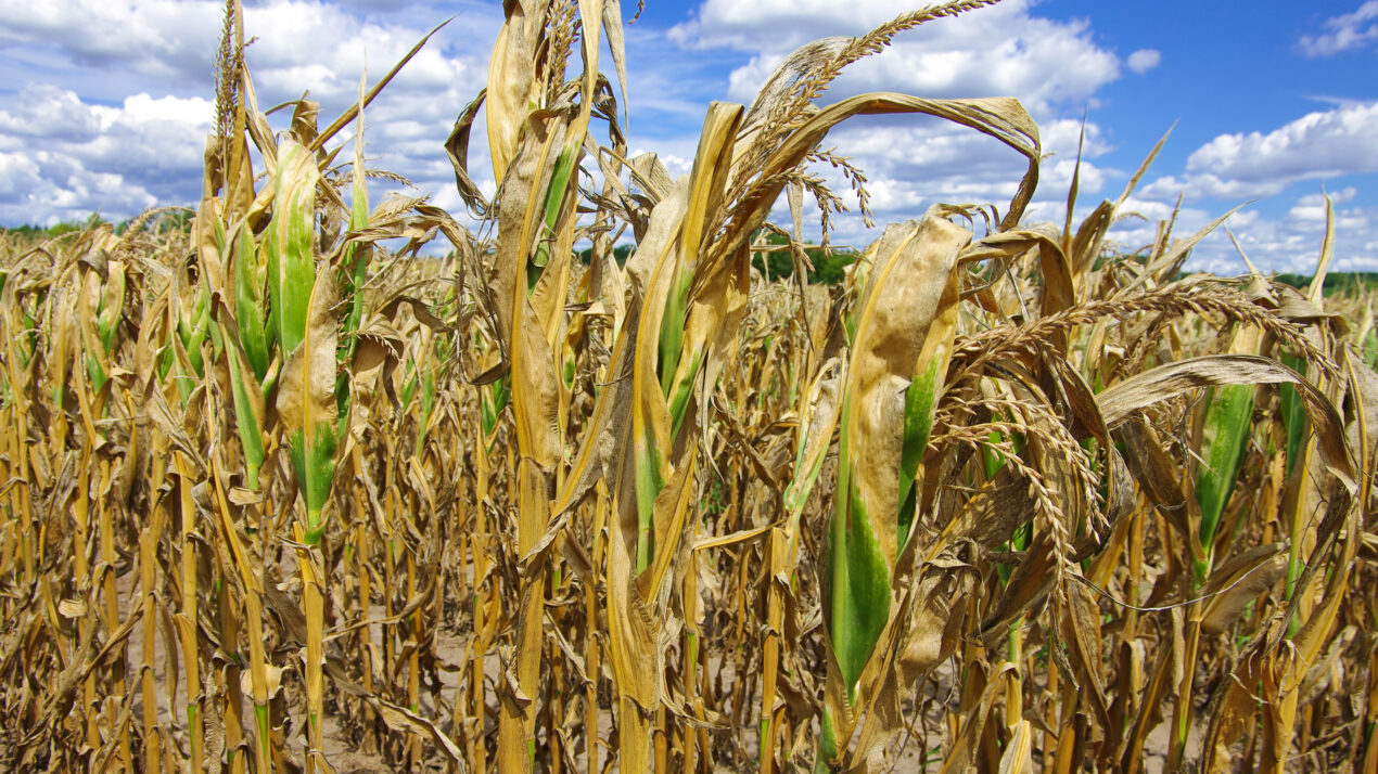 More Dry Weather Erodes Crop Condition