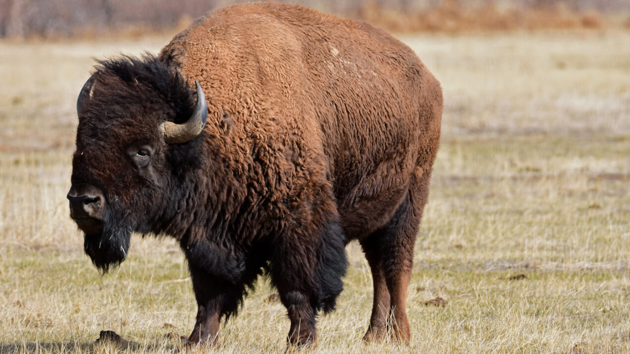 Bison Call Wisconsin Farms Home
