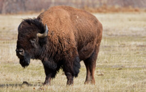 Bison Call Wisconsin Farms Home