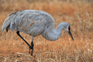 Working To Protect Cranes And Crops
