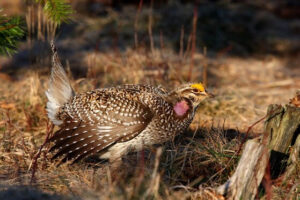 Sharp-Tailed Grouse Season Remains Closed