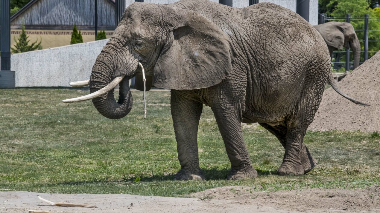 Comparing Cows to Elephants: A Zookeeper’s Perspective