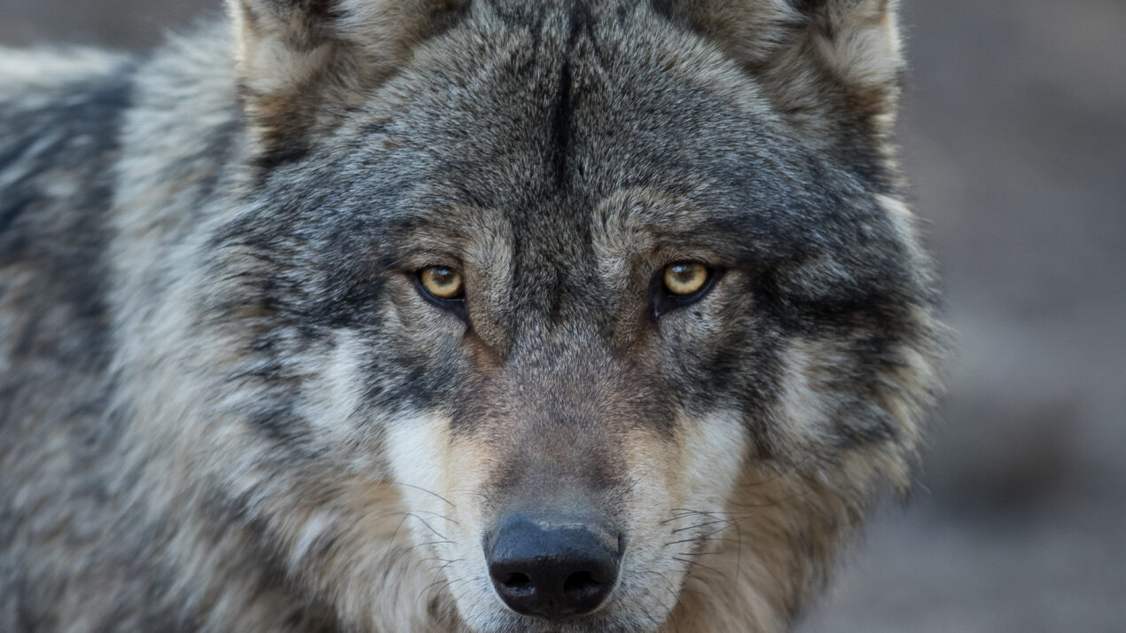 Draft Wolf Management Plan Released