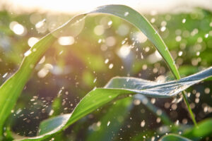 Timely Rain Critical For Crop Growth