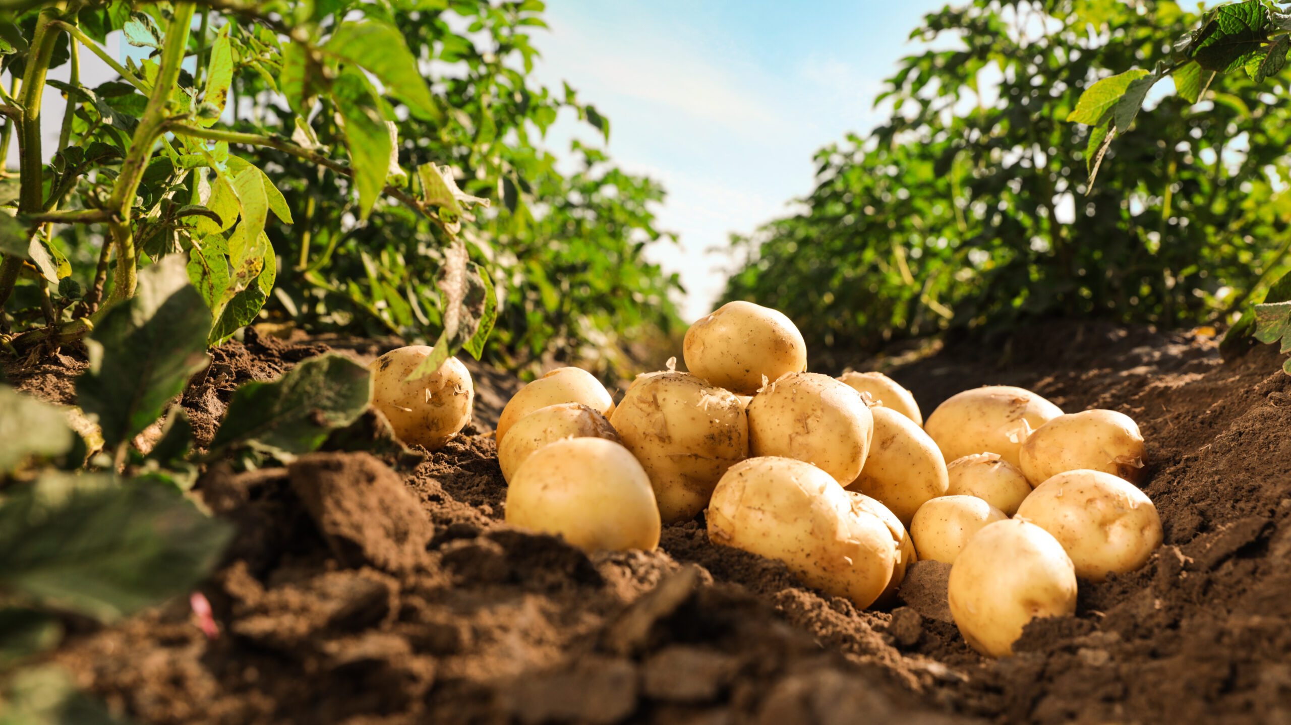 Wisconsin Potatoes Are A Major Player MidWest Farm Report