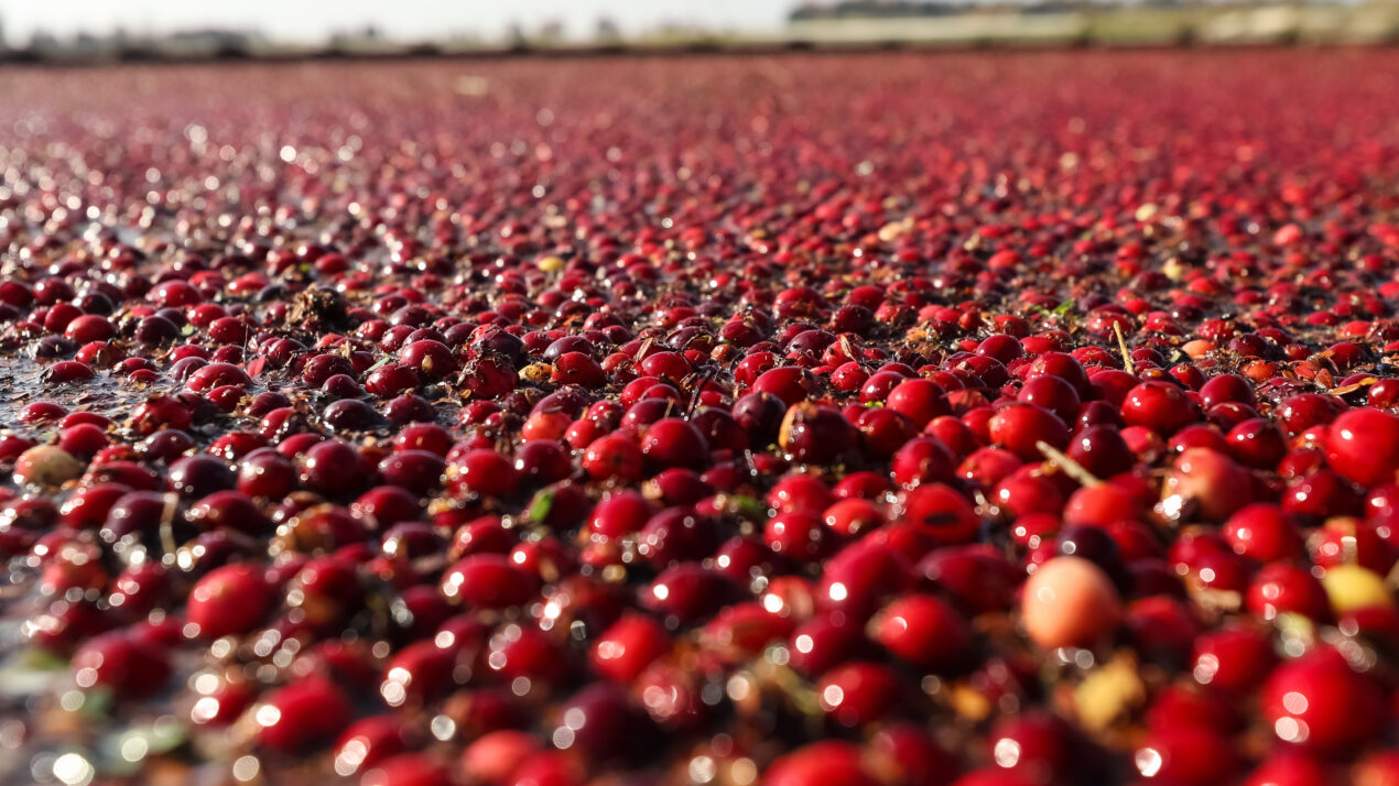 Cranberry Production Passes 5 Million Barrels