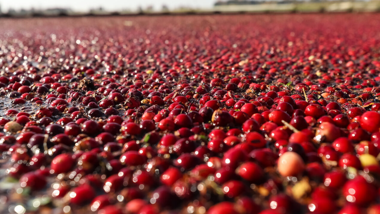 Cranberry Board Election Results Are In
