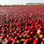 Cranberry Production Passes 5 Million Barrels