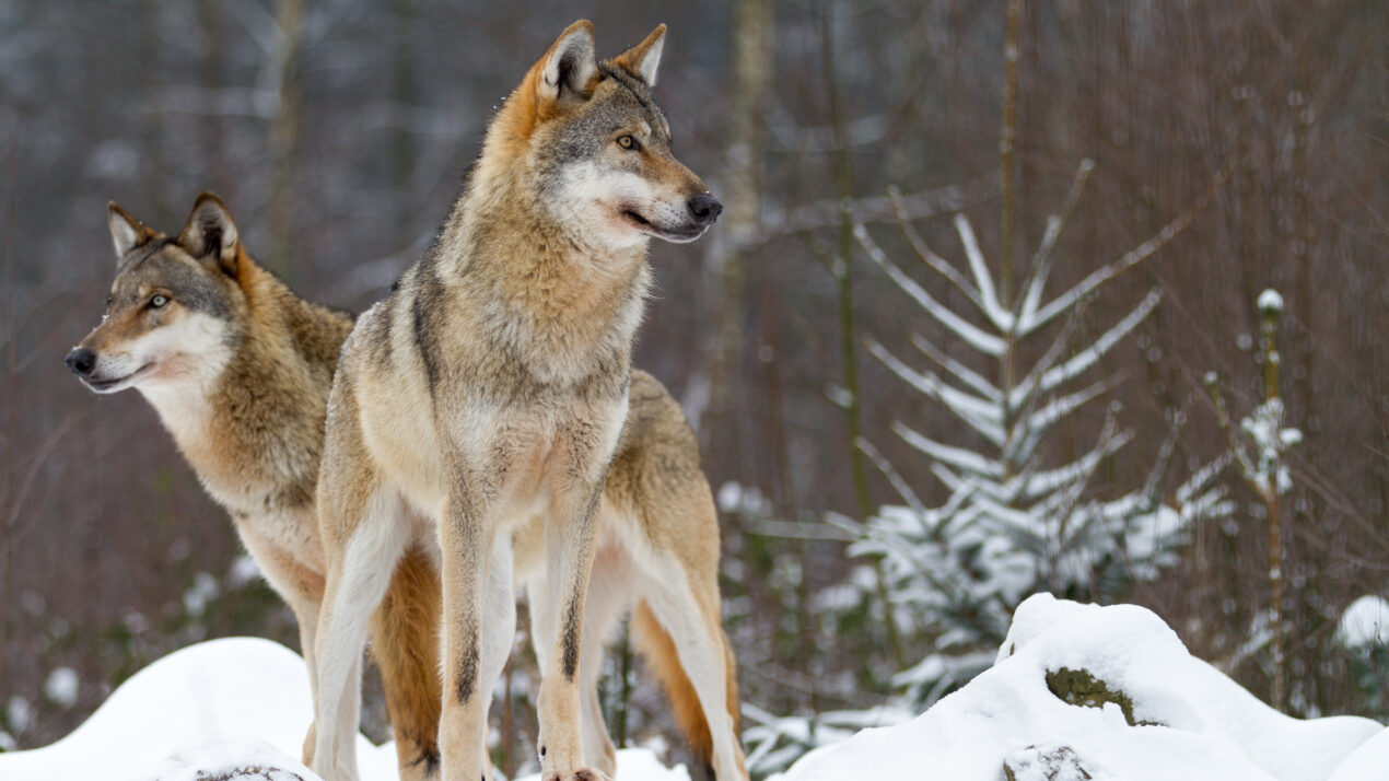 DNR Seeks Public Comments On Wolf Management