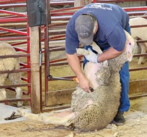 Shearing Sheep Is A Family Affair