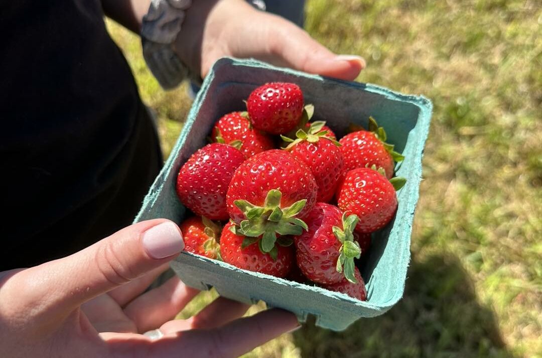 Day-Neutral Strawberries Can Extend The Season