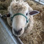 Sheep -Lamb