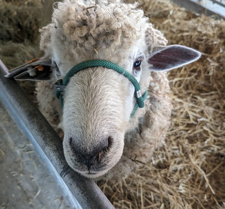 Lamb Cutouts Move Sharply Higher