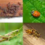 Insects - Creepy Crawlies - beeetle, grasshopper, yellowjacket