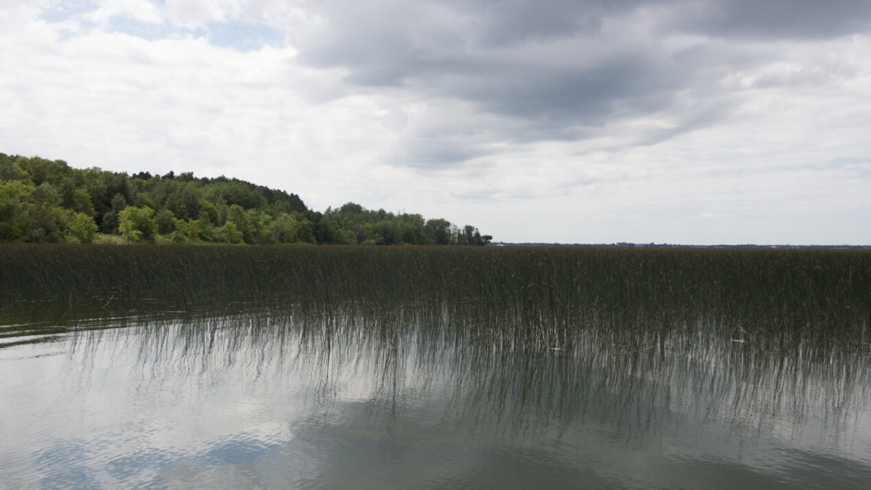 Wild Rice Production Drops