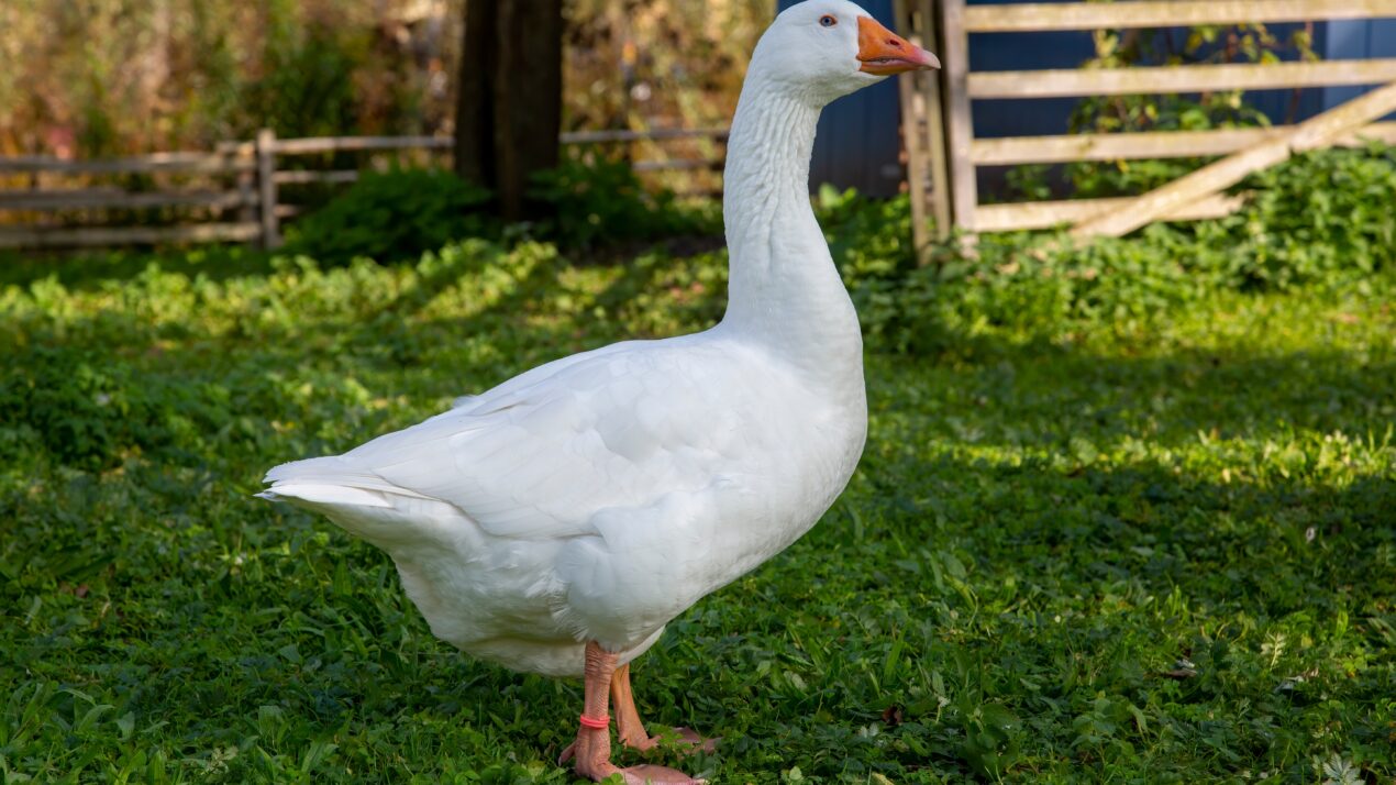 Poultry Exhibitors Flock to Wisconsin