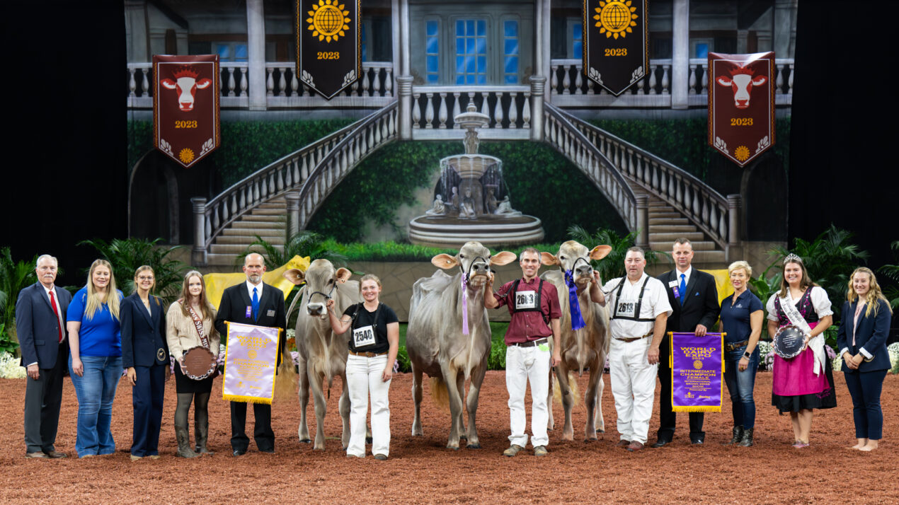 Wisconsin Well-Represented In Brown Swiss