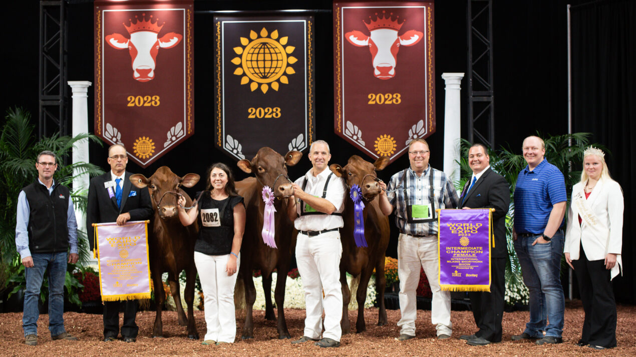 Wisconsin Rises To The Top In Milking Shorthorn Show