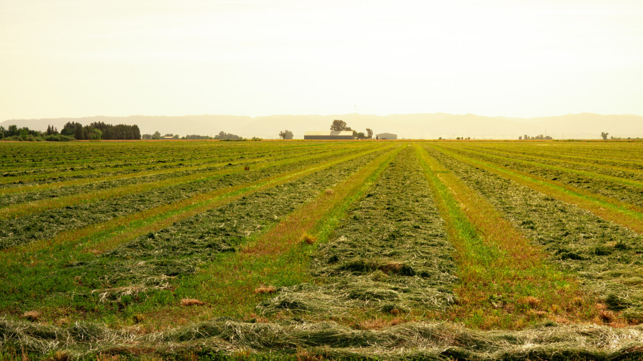 Interseeding Alfalfa and Corn