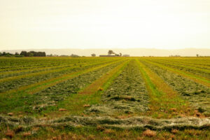 Interseeding Alfalfa and Corn