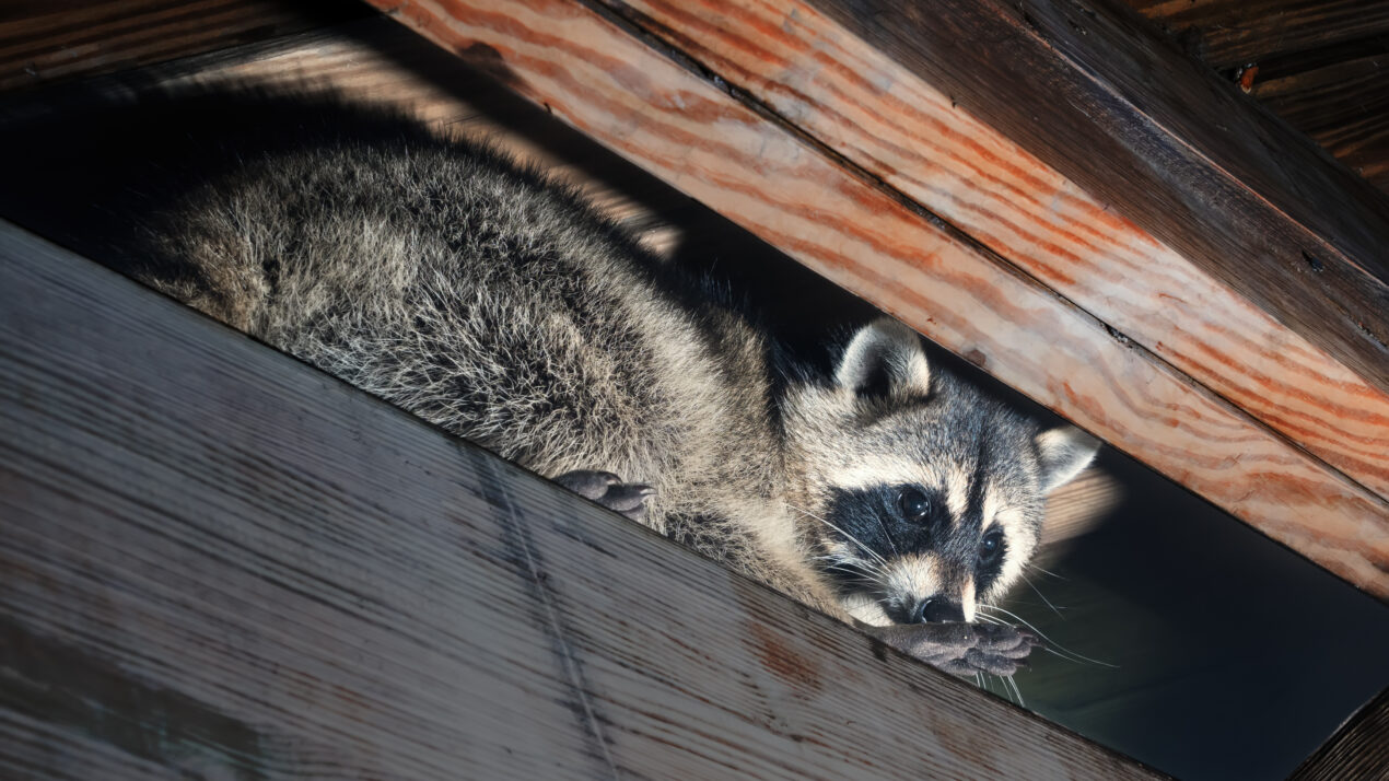 Home Invaders: Animal Edition