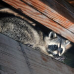Home invaders - American,Raccoon,Climbed,Into,The,Attic,Of,A,House