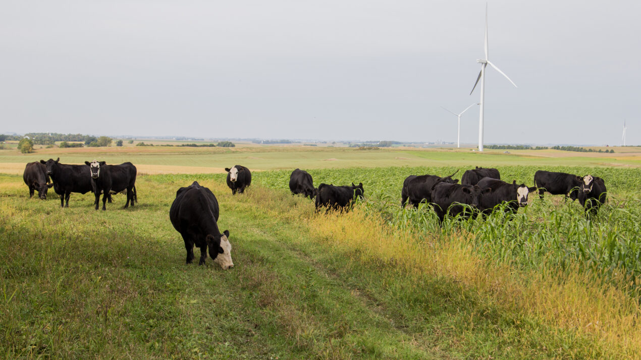 Managed Grazing Can Help Your Bottom Line